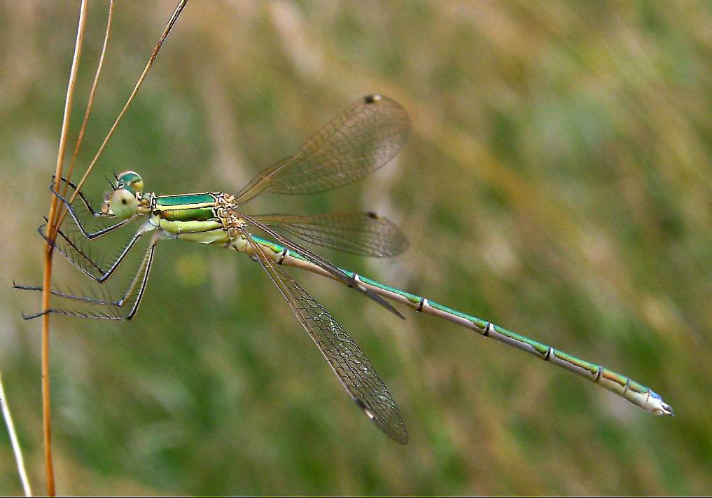 Male Lestes barbarus by Piotr Mikołajczuk